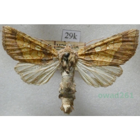 Gortyna flavago (Denis & Schiffermüller, 1775) Czech29k